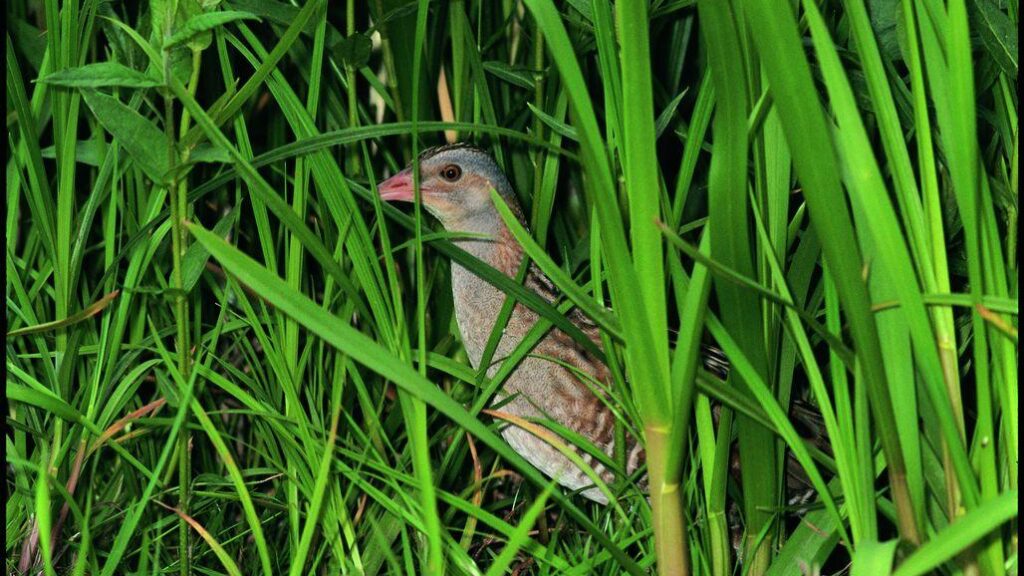 Wachtelkönig (c) Stefan Pfützke_green-lens.de