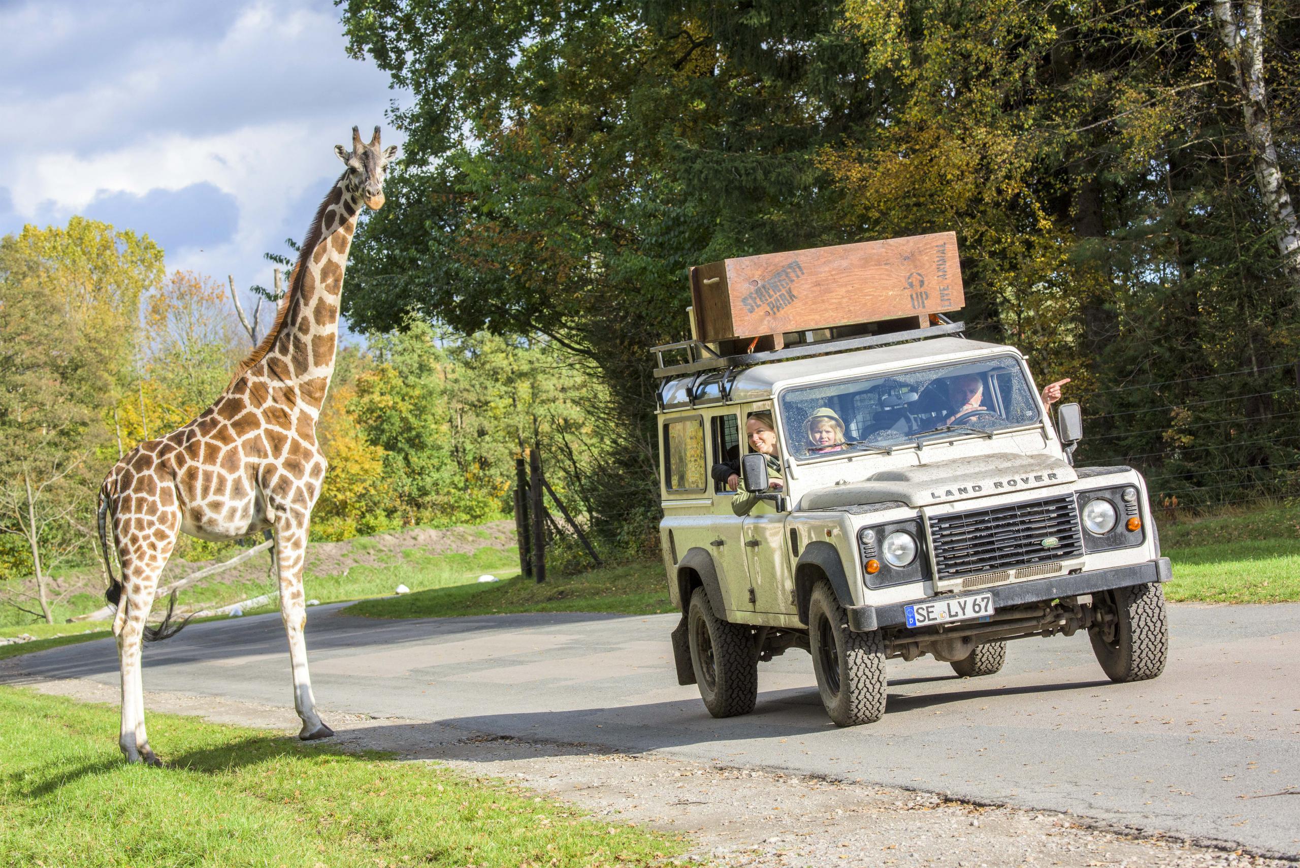 Giraffe im Serengeti-Park